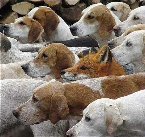 fox dog
